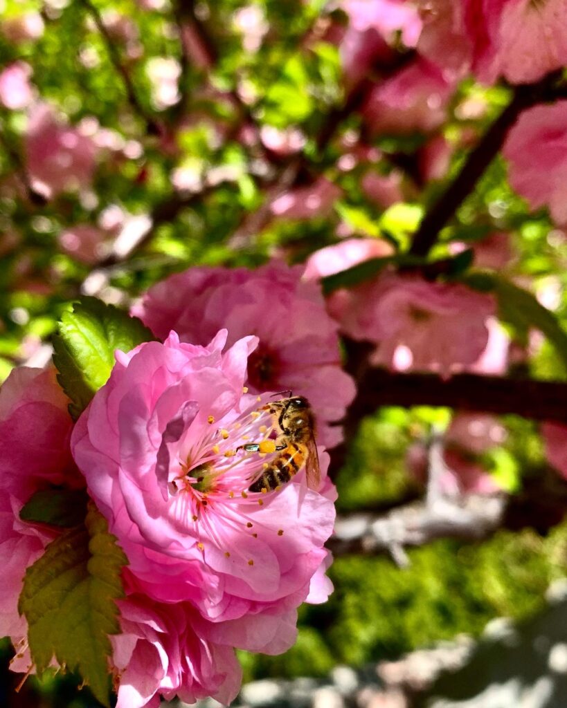 Photography. Flower. Nature Photography. Bee. 